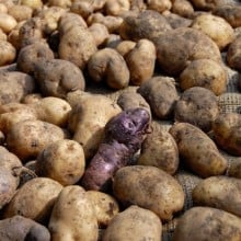 potatoes