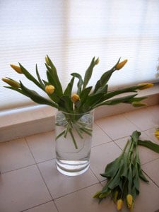 Continue placing tulips