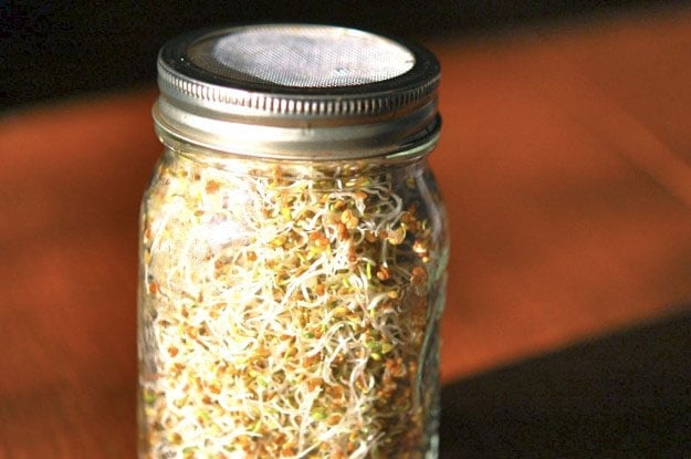 alfalfa sprouts