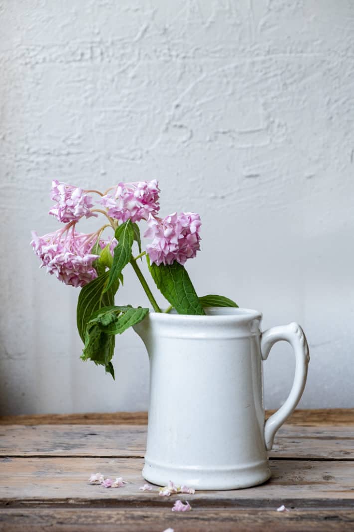 A wilted pink hydrangea in an ironstone jug just barely starting to show signs of improving.