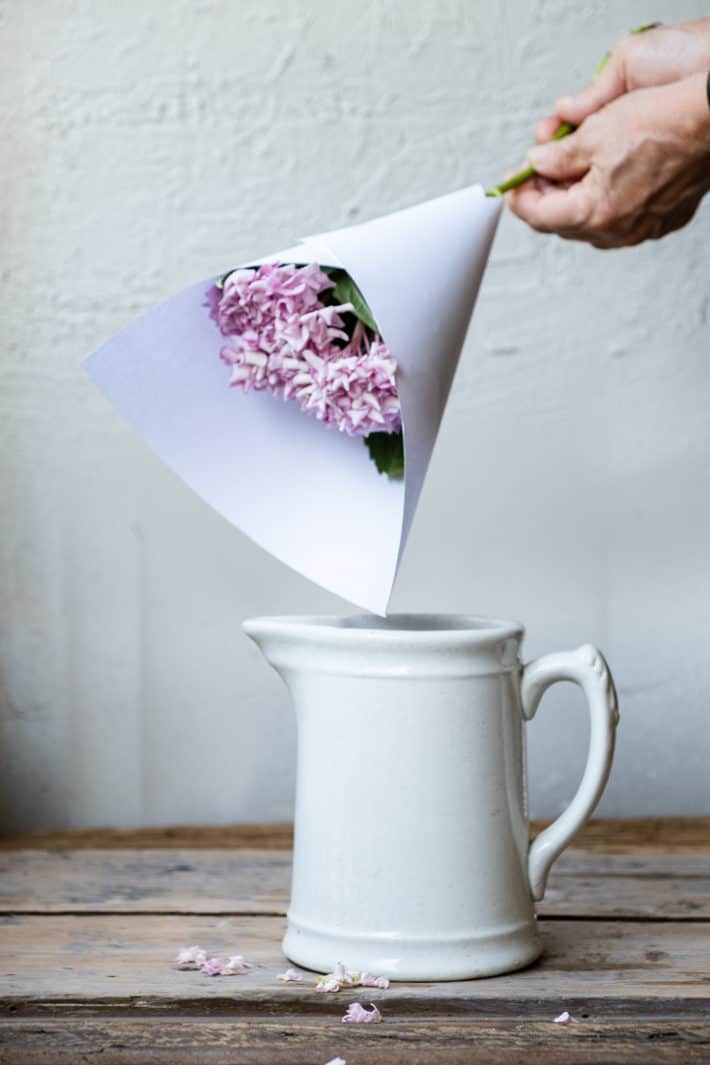 A piece of white paper wrapped in a cone around a pink hydrangea bloom to protect it from a hot water treatment.