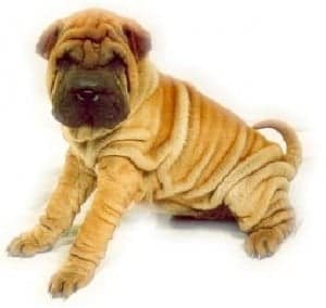 Shar Pei