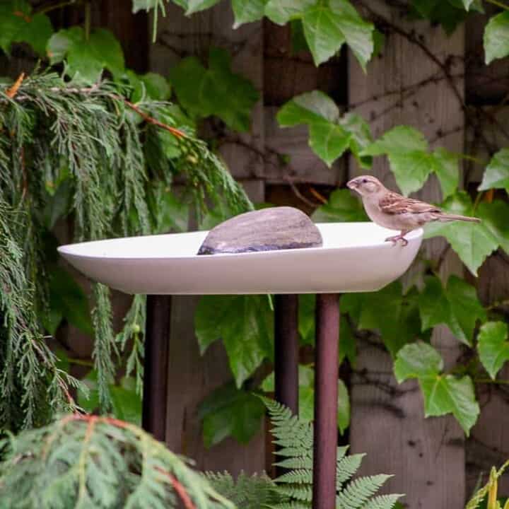 DIY Modern Birdbath.