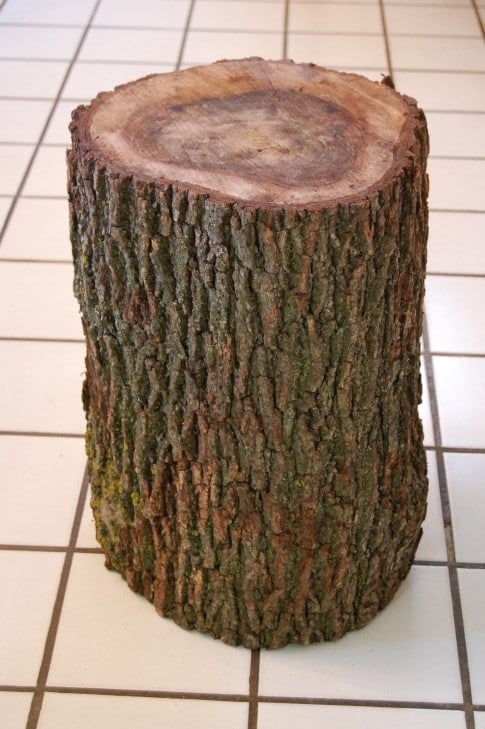 Dried tree stump with bark