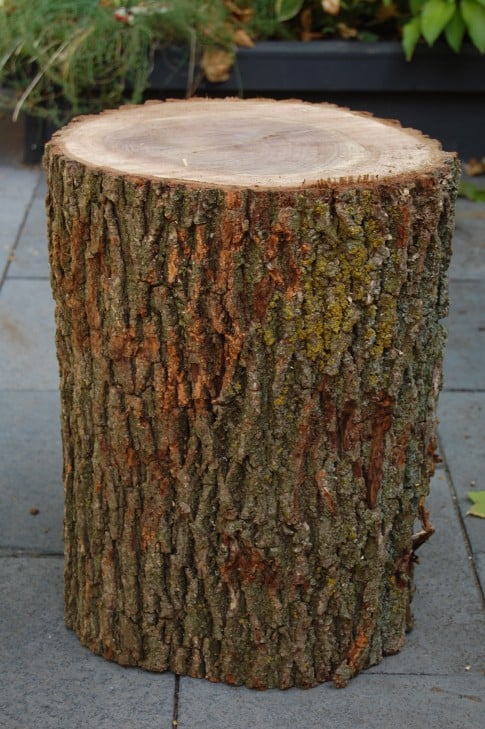 Perfect tree stump with bark for making table