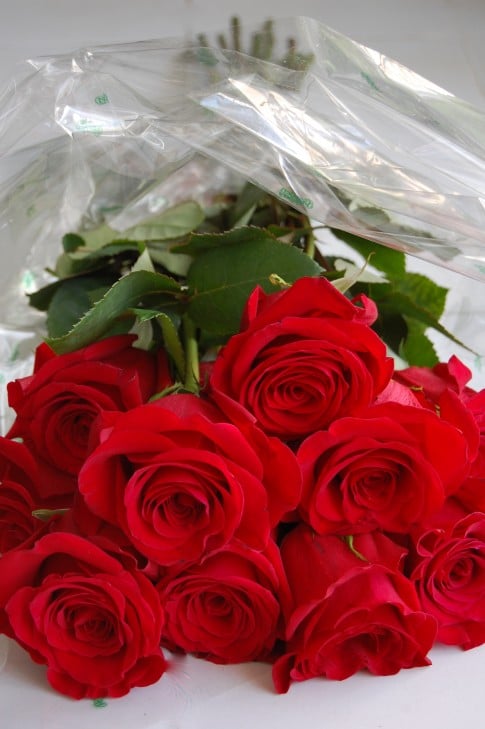 One dozen red roses laying on a white counter prior to arranging. 