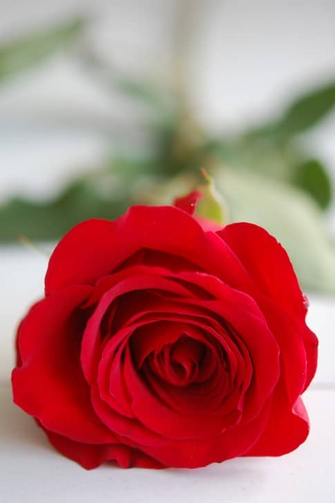 Close up shot of a single red rose on a white counter.