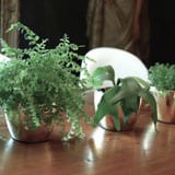 3 Cute Small Indoor Plants for Little Planters.
