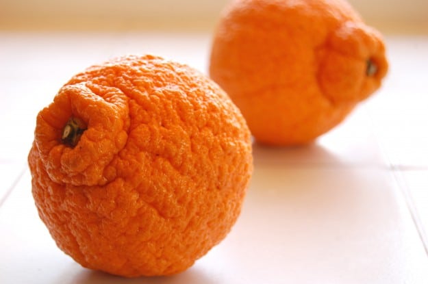 Fruit of the Week! The Sumo Orange - The Art of Doing Stuff