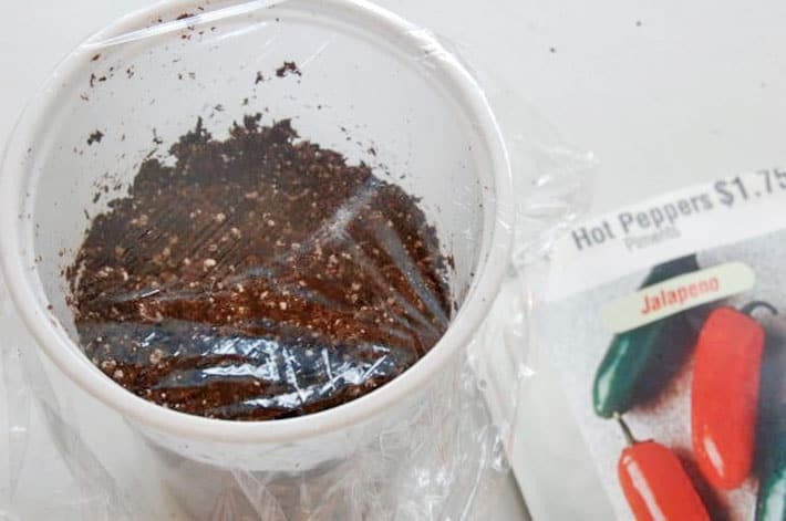How to start vegetables from seed. A plastic cup filled with soilless mix and seeds covered in plastic wrap.