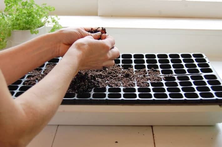Filling a seed starting tray with soilless mix on a white countertop.