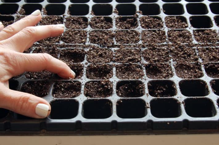 How to start vegetables from seed. Using a finger, soil is compressed a little bit into seed starting trays to provide stability to seedlings.