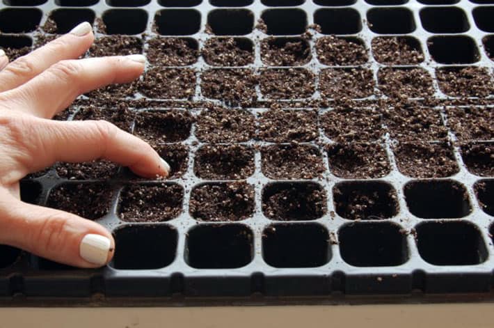 Using a finger, soil is compressed a little bit into seed starting trays to provide stability to seedlings.