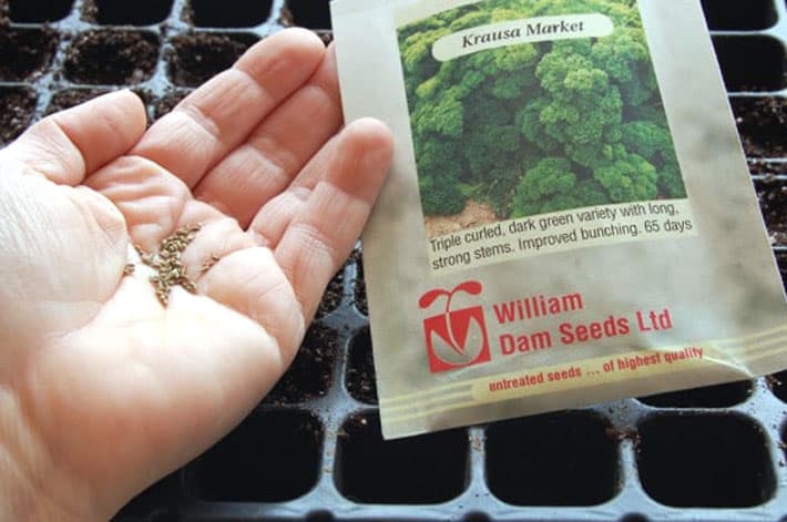 How to start vegetables from seed. Parsley seeds held in the palm of a hand.
