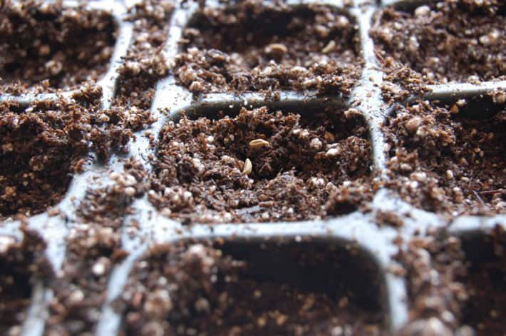 How to start vegetables from seed. A close up view of tiny parsley seeds on top of soilless mix.