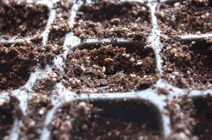 A close up view of tiny parsley seeds on top of soilless mix.