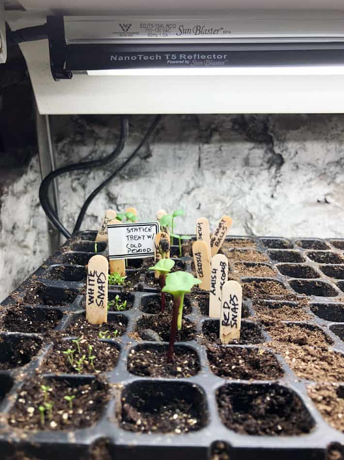 T5 grow lights over seedlings in pre true leaf stage which are known as Cotyledons.