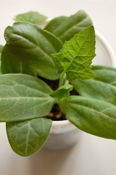 Luffa seedlings in a plastic cup.