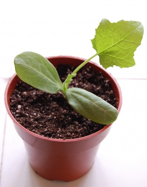luffah plant
