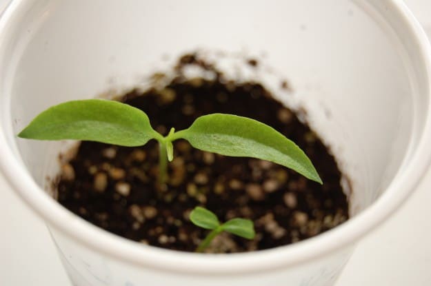 Jalapeño pepper seedlings.