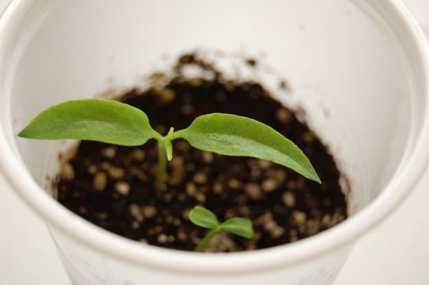 Jalapeno seedling Jalapeño pepper seedlings.
