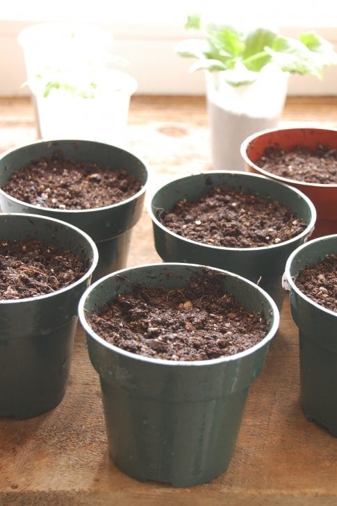 pots with dirt
