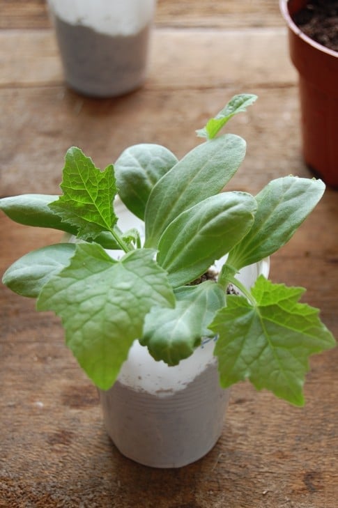 Luffa seedlings in a plastic cup
