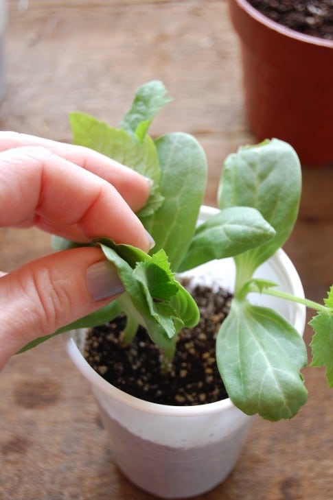Potting up Luffa seedlings from starting