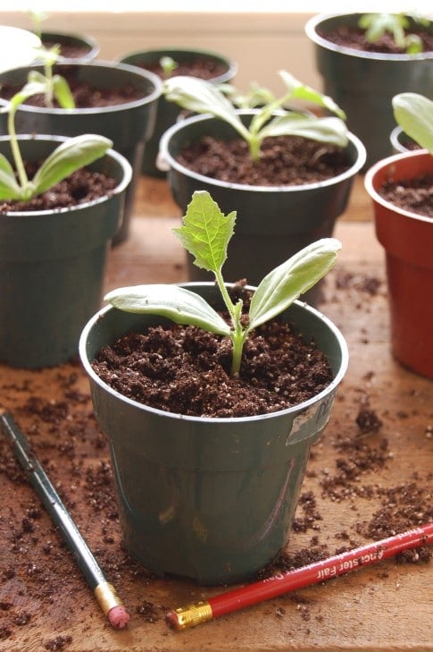 plants in pots