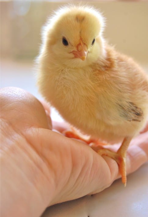 Rhode Island Red chick