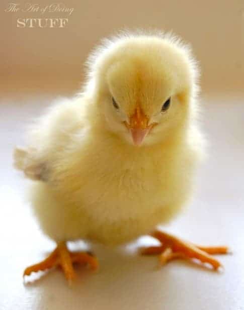 Yellow Baby chick