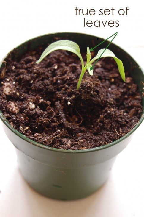 true leaves Pepper seedling newly potted up.