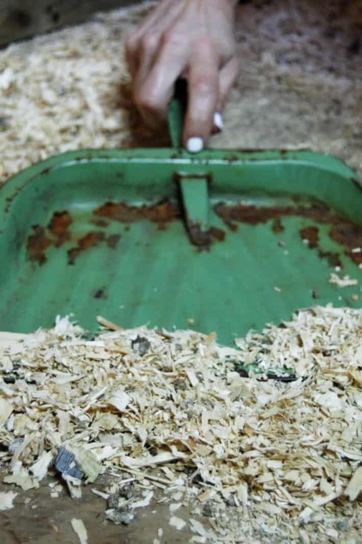 A woman's hand using an old rusted pan to scoop up shavings in a chicken coop.
