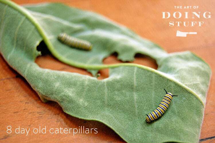 8-day-old-caterpillar