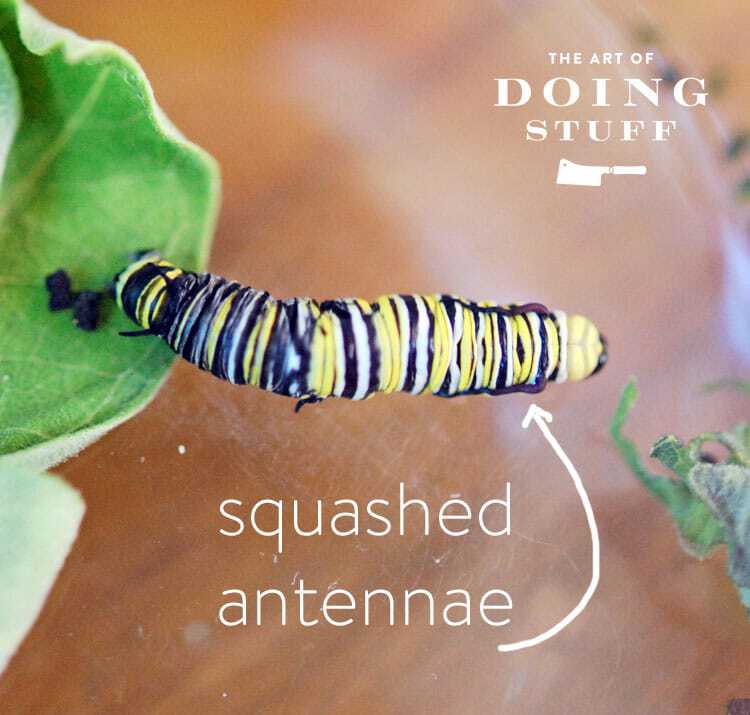 squashed-antennae