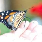 How to Raise a Monarch Butterfly <br /> Part V of V