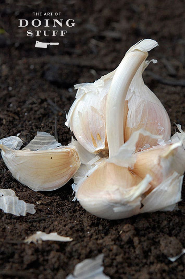 A head of garlic cracked open, ready to plant cloves.