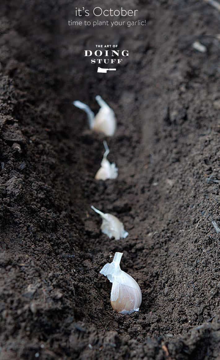 Garlic planted in small trench of soil.