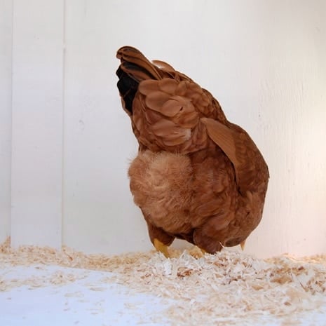 A mixed breed chicken seen from the back, bending down to peck at something in new, white pine shavings.