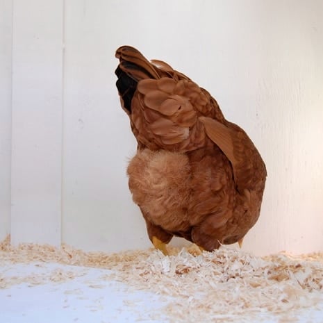 The anatomy of a chicken from tip to tail. A mixed breed chicken seen from the back, bending down to peck at something in new, white pine shavings.