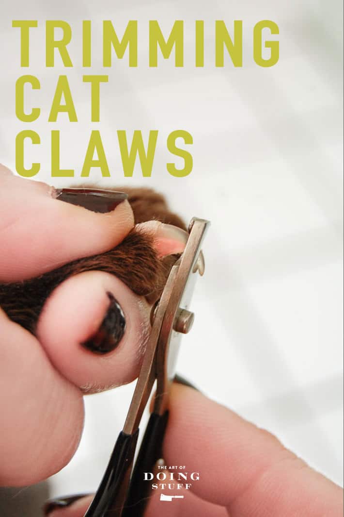 Kitten's Got Claws.How to Trim Your Cat's Claws | The Art ...