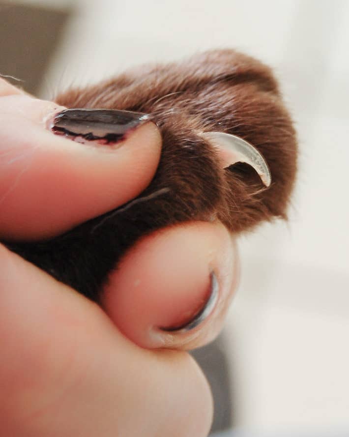Quick of online cat nail