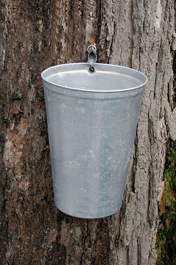 Aluminum sap bucket hangs off of maple tree.