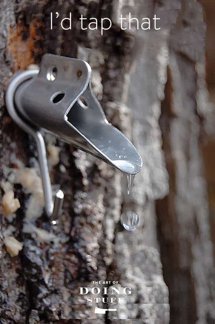 A drop of sap drips off of maple tap.