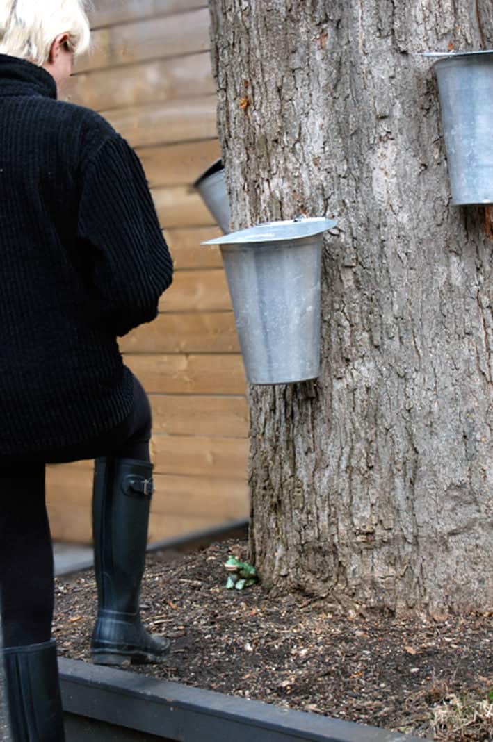 Large maple tree with 3 sap buckets.