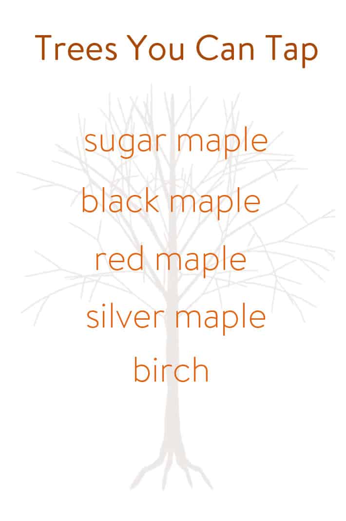 Illustration showing types of maples used in syrup production.