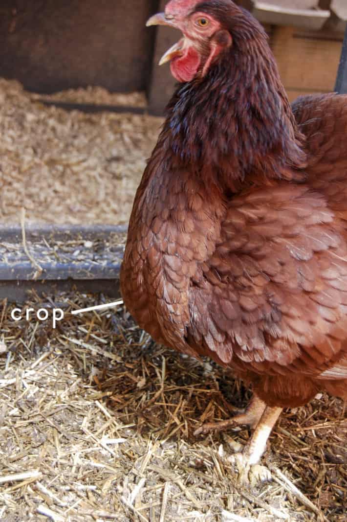 A chicken opens its mouth up wide to dislodge something from its neck into its crop.