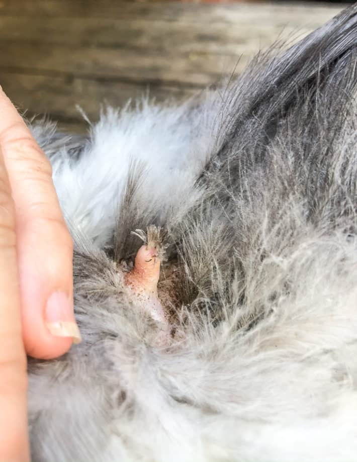 Feathers pulled back from the oil gland at the base of a chicken's tail. 