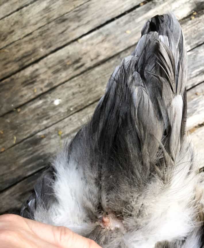 The anatomy of a chicken from tip to tail. The oil gland on a chicken stands up from the base of the tail for preening.