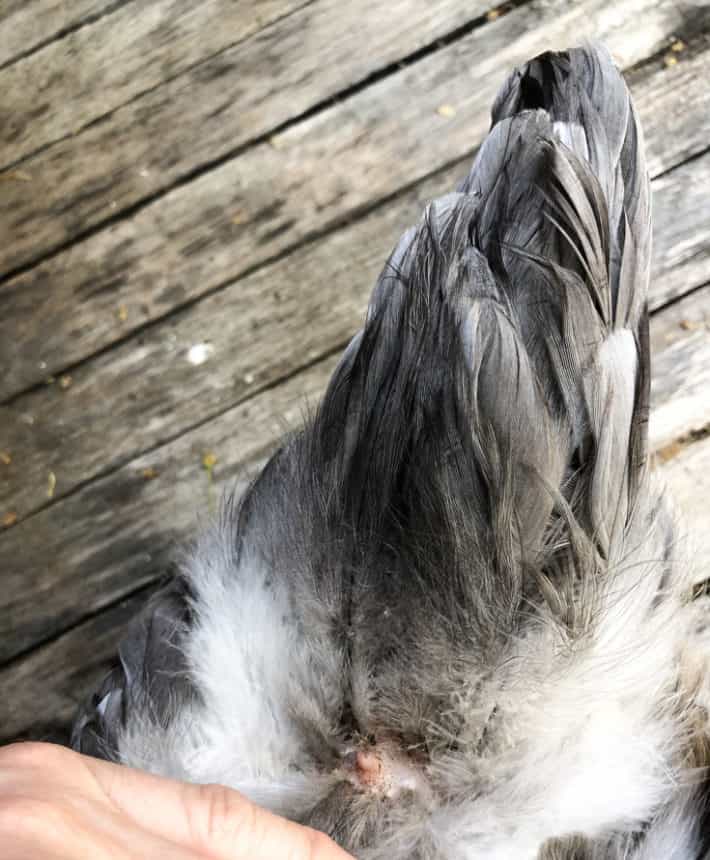 The oil gland on a chicken stands up from the base of the tail for preening.